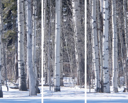 Winter Trees, Taylor Creek.